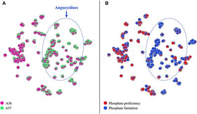 Metabolic adjustments in response to ATP spilling by the small DX protein in a Streptomyces strain